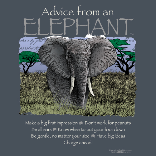 Advice from an Elephant