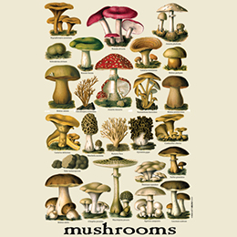 Natural Vintage Mushrooms T-Shirt 