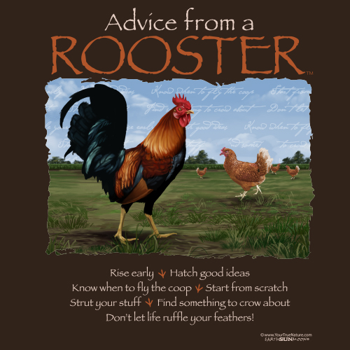 Advice from a Rooster