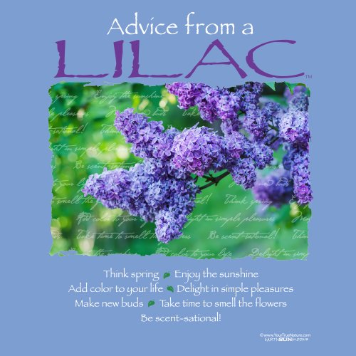 Advice From A Lilac