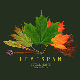 Forest Green Leafspan T-Shirt 