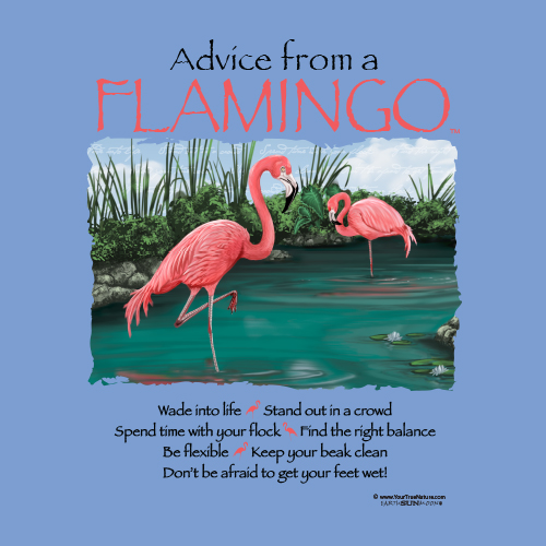 Advice from a Flamingo