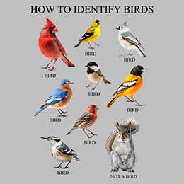 Sports Grey How to Identify Birds T-Shirt 