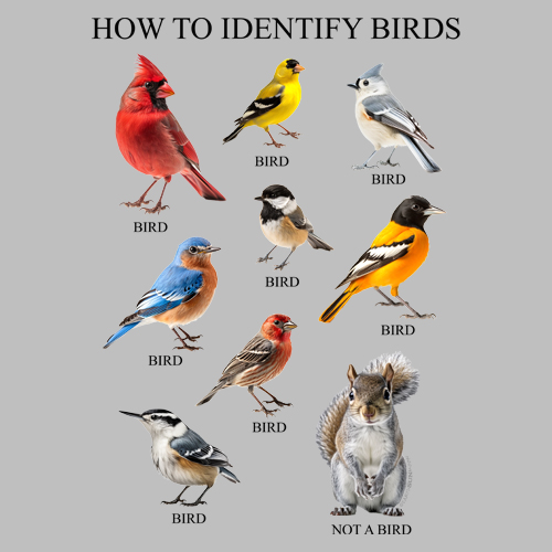 How to Identify Birds