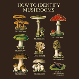 Dark Chocolate How to Identify Mushrooms T-Shirt 