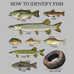 Sports Grey How to Identify Fish T-Shirt 